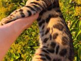 Show Class Bengal Yavrulari Yasal Çiftlikten
