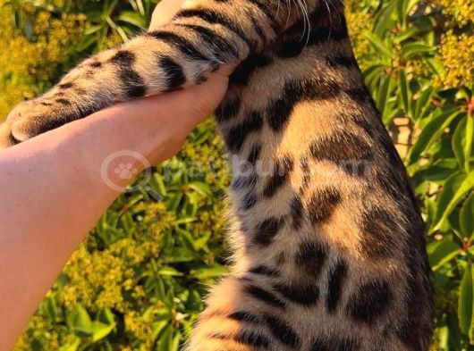 Show Class Bengal Yavrulari Yasal Çiftlikten görsel