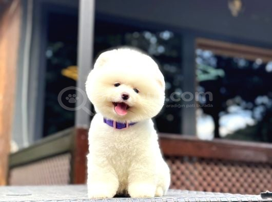 Teddy Pomeranian Boo Yavrularımız
