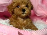 Kipkirmizi Red Toy Poodle Sevi̇mli̇ Yavrular