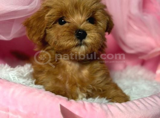 Kipkirmizi Red Toy Poodle Sevi̇mli̇ Yavrular görsel