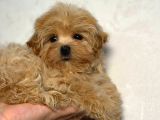 Toy Poodle Sevi̇mli̇ Yavrular Ev Üreti̇mi̇