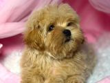 Toy Poodle Sevi̇mli̇ Yavrular Ev Üreti̇mi̇