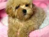 Toy Poodle Sevi̇mli̇ Yavrular Ev Üreti̇mi̇