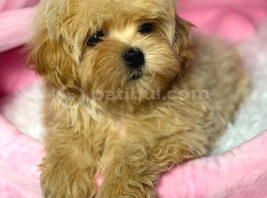 Toy Poodle Sevi̇mli̇ Yavrular Ev Üreti̇mi̇ görsel