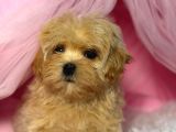 Toy Poodle Sevi̇mli̇ Yavrular Ev Üreti̇mi̇