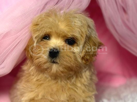 Toy Poodle Sevi̇mli̇ Yavrular Ev Üreti̇mi̇ görsel