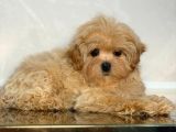 Toy Poodle Sevi̇mli̇ Yavrular Ev Üreti̇mi̇