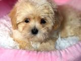 Malti̇poo Ci̇nsi̇ Yavrular Ev Üreti̇mi̇
