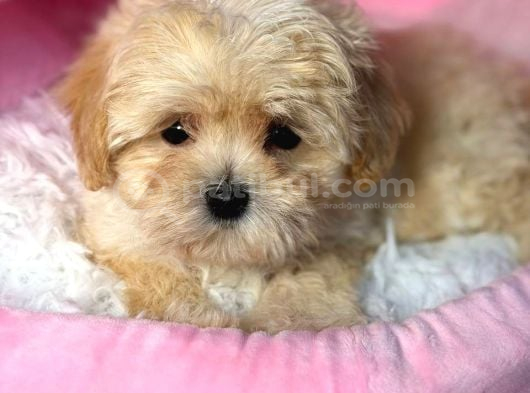 Malti̇poo Ci̇nsi̇ Yavrular Ev Üreti̇mi̇ görsel