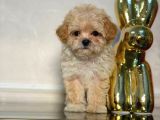 Malti̇poo Ci̇nsi̇ Yavrular Ev Üreti̇mi̇
