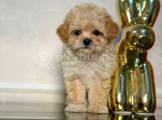 Malti̇poo Ci̇nsi̇ Yavrular Ev Üreti̇mi̇