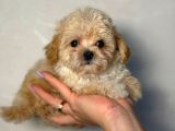 Malti̇poo Ci̇nsi̇ Yavrular Ev Üreti̇mi̇