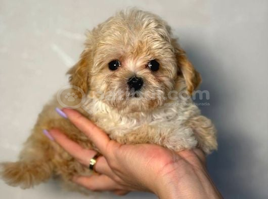 Malti̇poo Ci̇nsi̇ Yavrular Ev Üreti̇mi̇ görsel