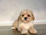 Malti̇poo Ci̇nsi̇ Yavrular Ev Üreti̇mi̇