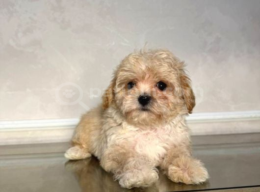 Malti̇poo Ci̇nsi̇ Yavrular Ev Üreti̇mi̇ görsel