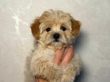 Malti̇poo Ci̇nsi̇ Yavrular Ev Üreti̇mi̇