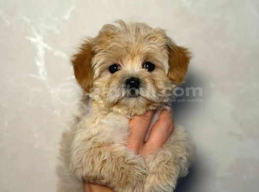 Malti̇poo Ci̇nsi̇ Yavrular Ev Üreti̇mi̇ görsel