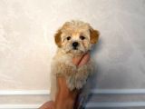 MALTİPOO CİNSİ YAVRULAR EV ÜRETİMİ