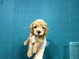 Toy Poodle Sevi̇mli̇ Yavrular Ev Üreti̇mi̇