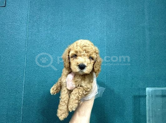 Toy Poodle Sevi̇mli̇ Yavrular Ev Üreti̇mi̇