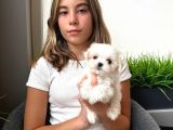 Maltese Terri̇er Ci̇nsi̇ Yavrular