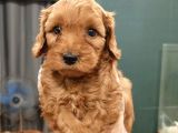 Toy Poodle Sevi̇mli̇ Yavrular Ev Üreti̇mi̇