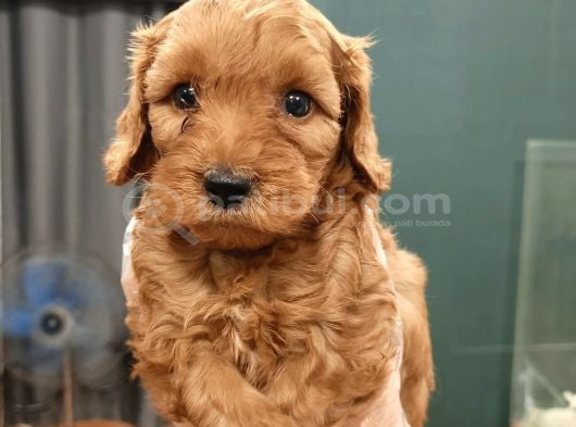 Toy Poodle Sevi̇mli̇ Yavrular Ev Üreti̇mi̇ görsel