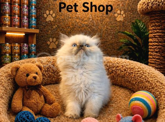 Mükemmel Güzellikte British Longhair Blue Point Yavrumuz görsel