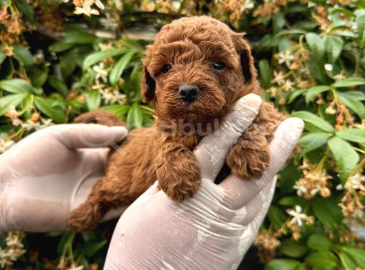 Irk Garabtiki Toy Poodle Yavrular görsel