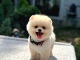 Aşk Tadında Pomeranian Boo Yavrumuz