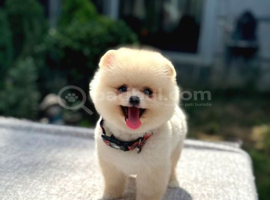 Aşk Tadında Pomeranian Boo Yavrumuz görsel
