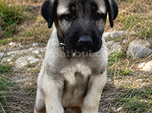 Geleceği̇n Dev Adaylari Hazir