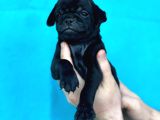 Di̇şi̇ Erkek Pug Yavrulari Yer Deni̇zli̇