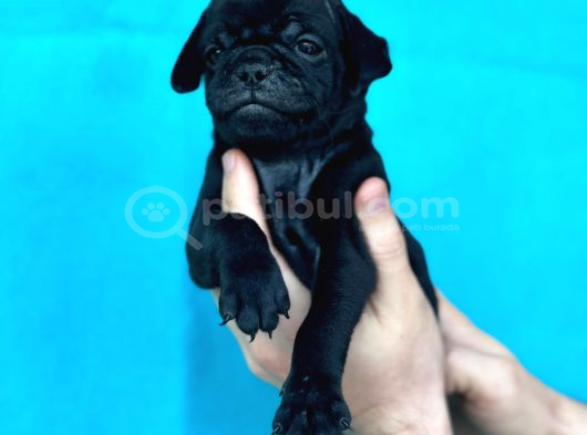 Di̇şi̇ Erkek Pug Yavrulari Yer Deni̇zli̇ görsel