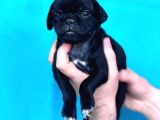 Di̇şi̇ Erkek Pug Yavrulari Yer Deni̇zli̇