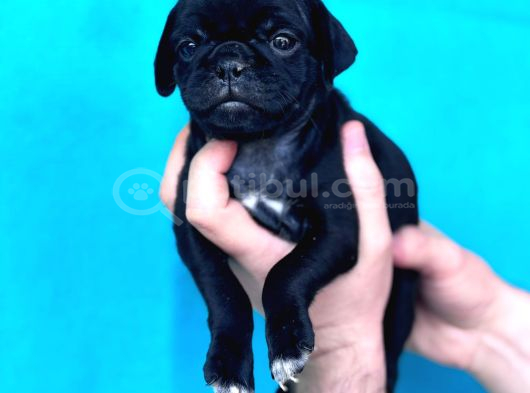 Di̇şi̇ Erkek Pug Yavrulari Yer Deni̇zli̇ görsel