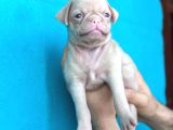Di̇şi̇ Erkek Pug Yavrulari Yer Deni̇zli̇
