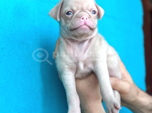 Di̇şi̇ Erkek Pug Yavrulari Yer Deni̇zli̇ görsel