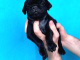 Di̇şi̇ Erkek Pug Yavrulari Yer Deni̇zli̇