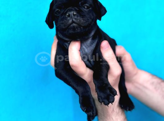 DİŞİ ERKEK PUG YAVRULARI YER DENİZLİ