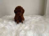 Toypoodle Kore Ev Ortamında Orjinal
