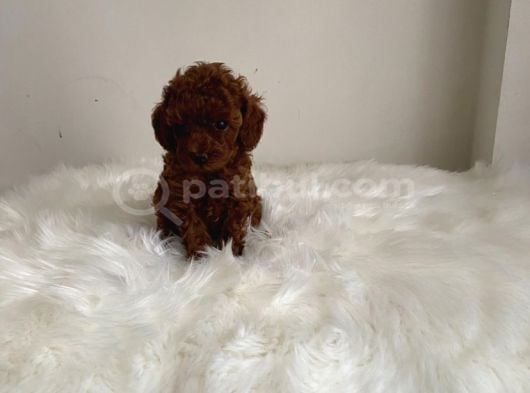 Toypoodle Kore Ev Ortamında Orjinal görsel