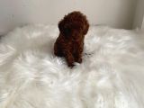Toypoodle Kore Ev Ortamında Orjinal