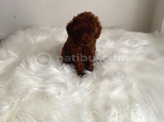 Toypoodle Kore Ev Ortamında Orjinal görsel