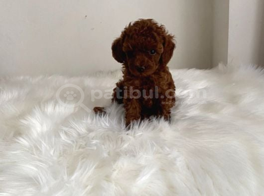 Toypoodle Kore Ev Ortamında Orjinal