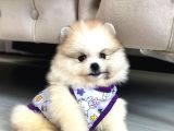 Teddy Pomeranian Boo Yavrularımız