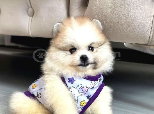 Teddy Pomeranian Boo Yavrularımız görsel