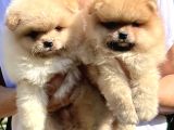 Teddy Pomeranian Boo Yavrularımız