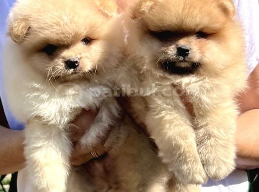 Teddy Pomeranian Boo Yavrularımız görsel